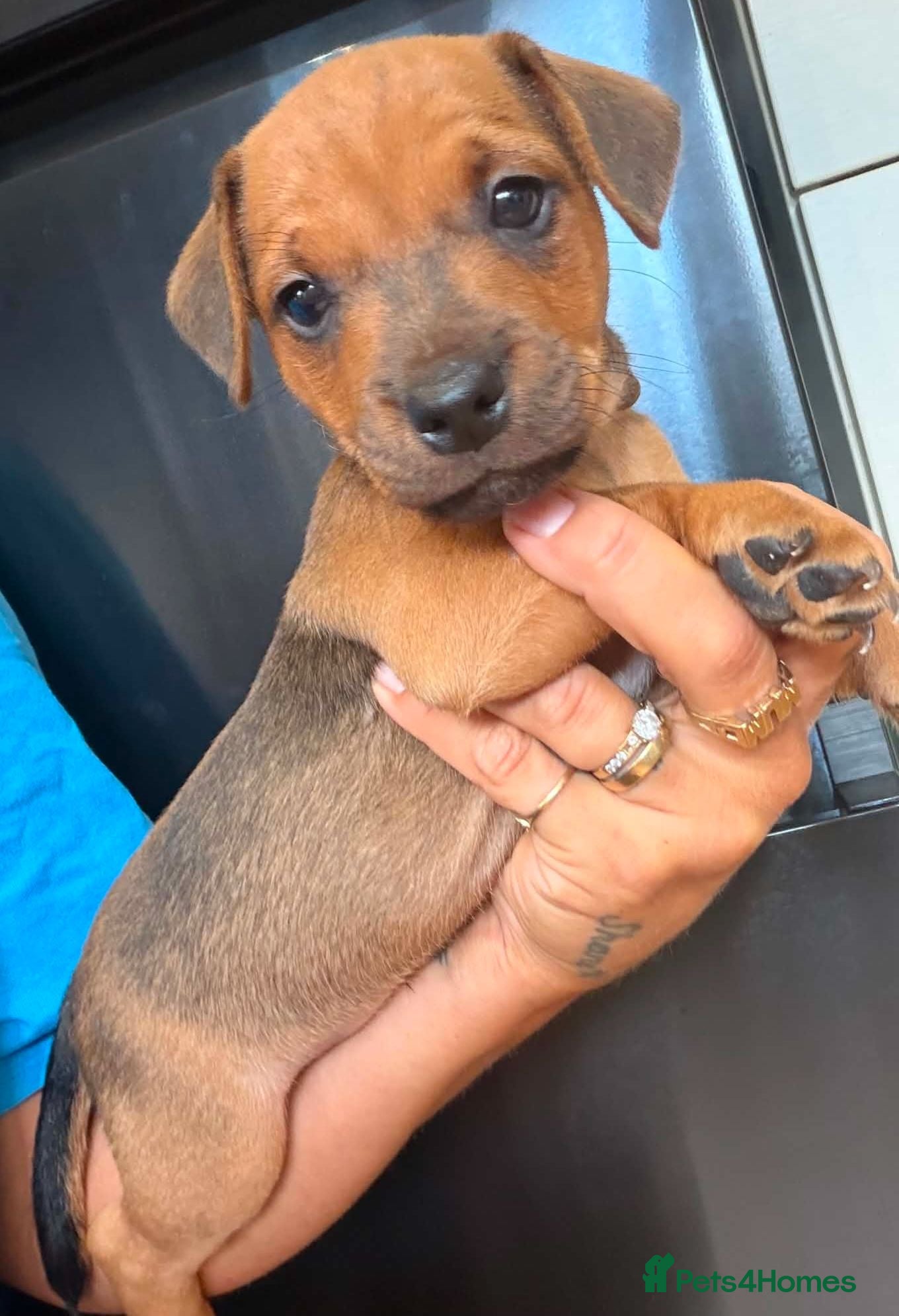 Patterjack dogs Patterjack terriers patterdale x jack russell  - Advert 4