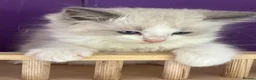 Ragdoll cats for sale: ❤️ Gorgeous ragdoll kittens ❤️ - Advert 3