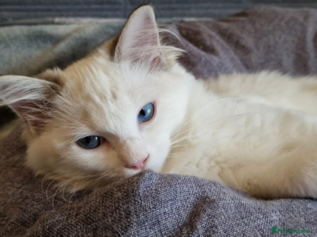 Ragdoll cats for sale: GRAND Champion European Line kittens.FULL PEDIGREE - Image 11