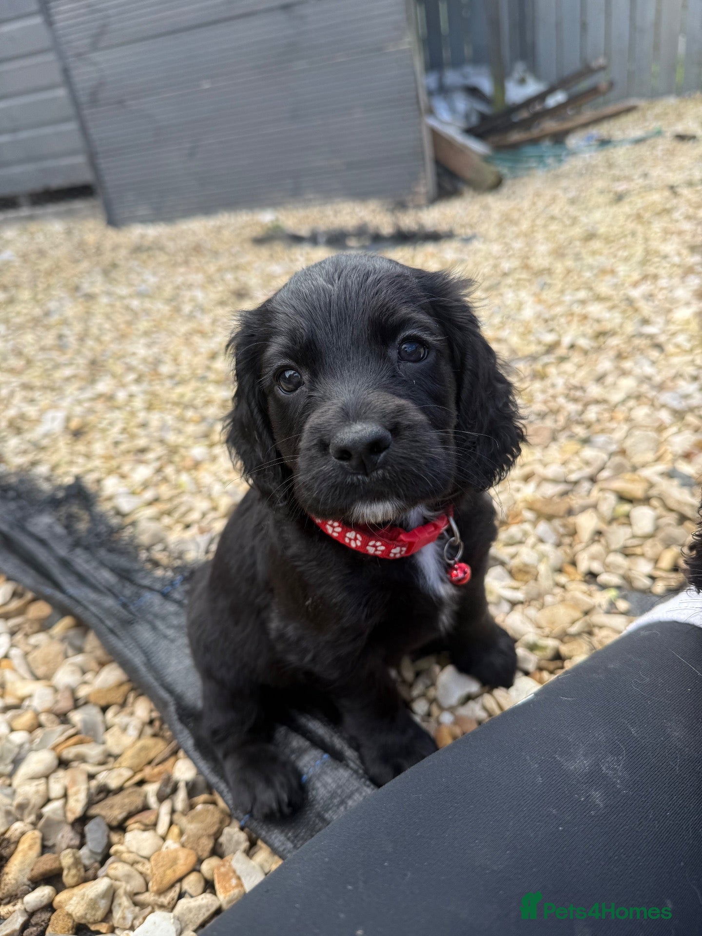 Cocker Spaniel dogs Cocker spaniels  - Advert 2
