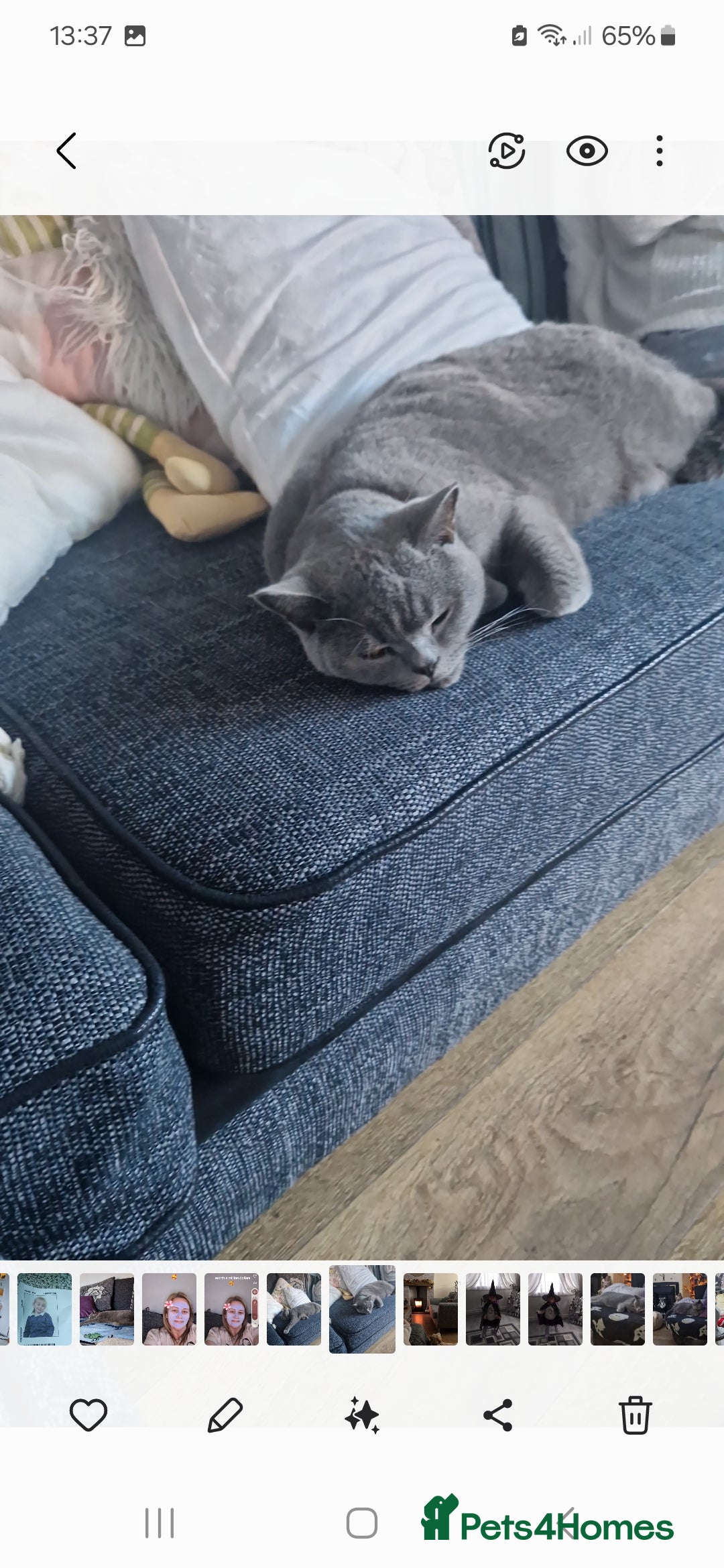 British Shorthair cats for sale: British short hair - Advert 4