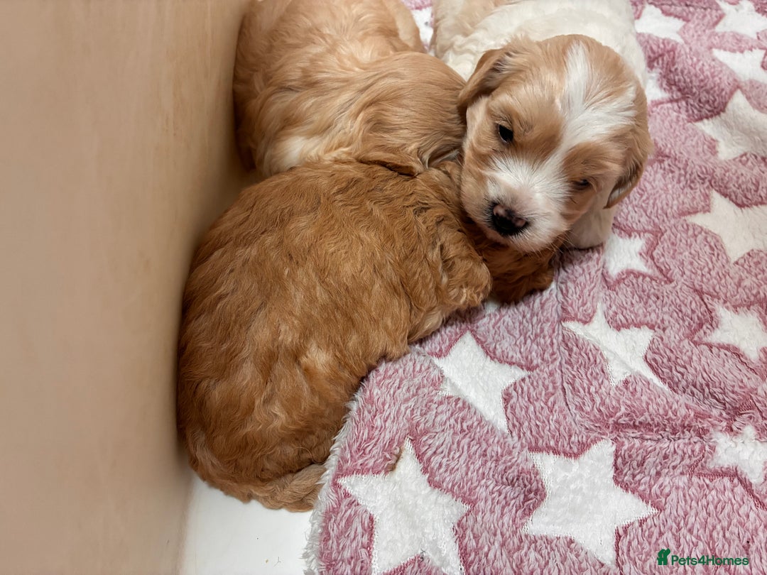 Poochon dogs for sale: ✨ Poochon Puppies Available ✨ - Image 4