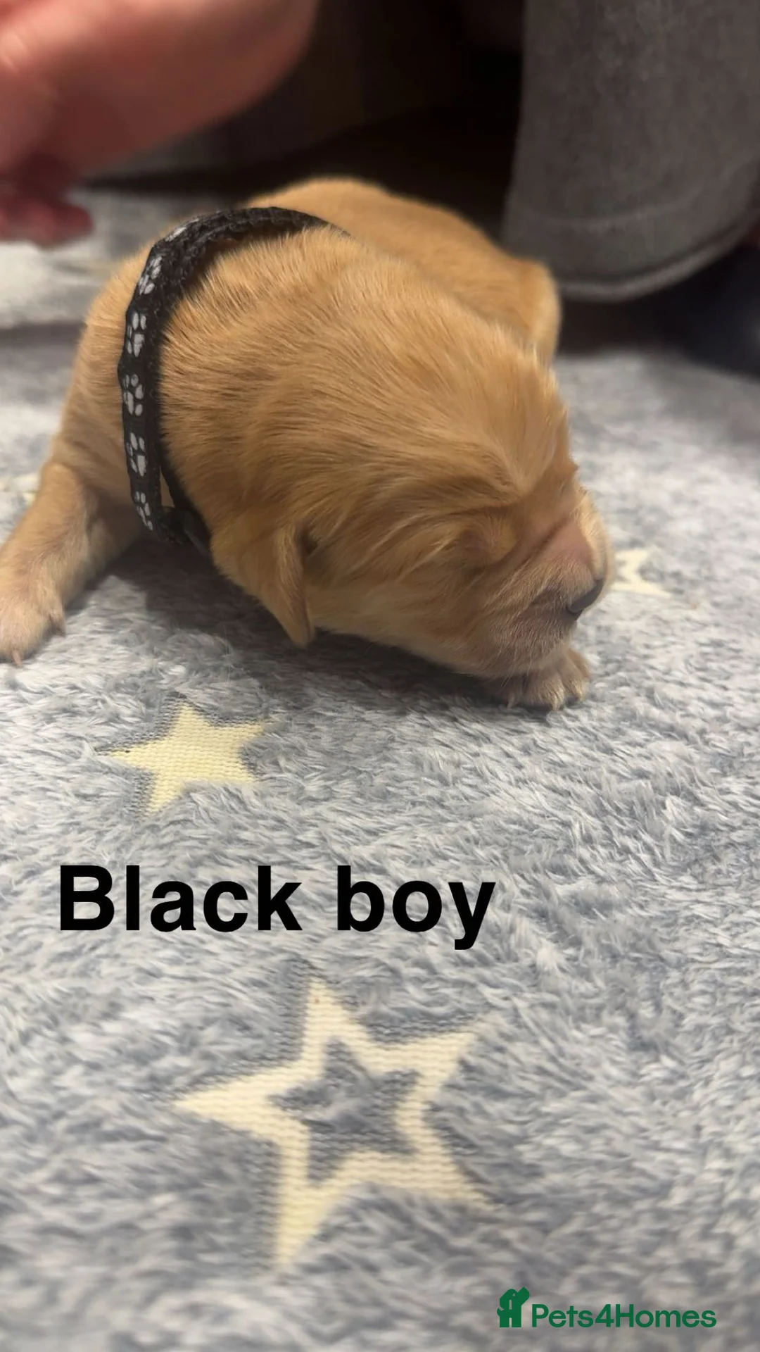 Golden Retriever dogs for sale: Stunning KC Golden Retrievers - Advert 19