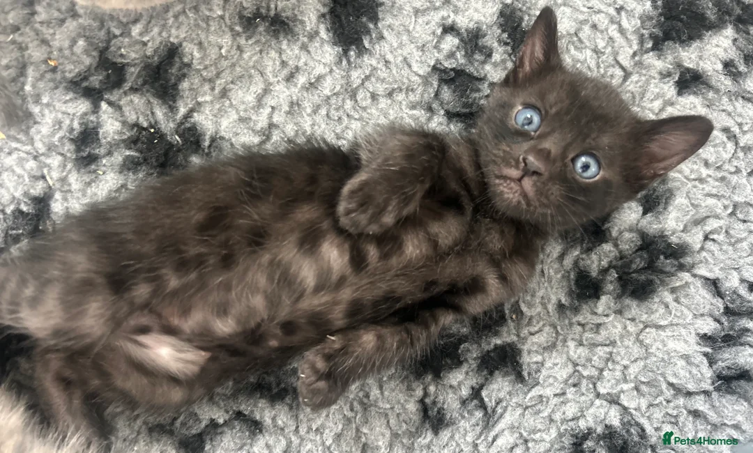 Bengal cats for sale: Beautiful Litter of Bengal Kittens - TICA Reg - Advert 11