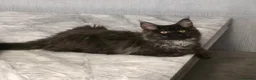 Maine Coon cats for sale: 🩷 Maine coon smokey black girls 🩷 - Advert 11