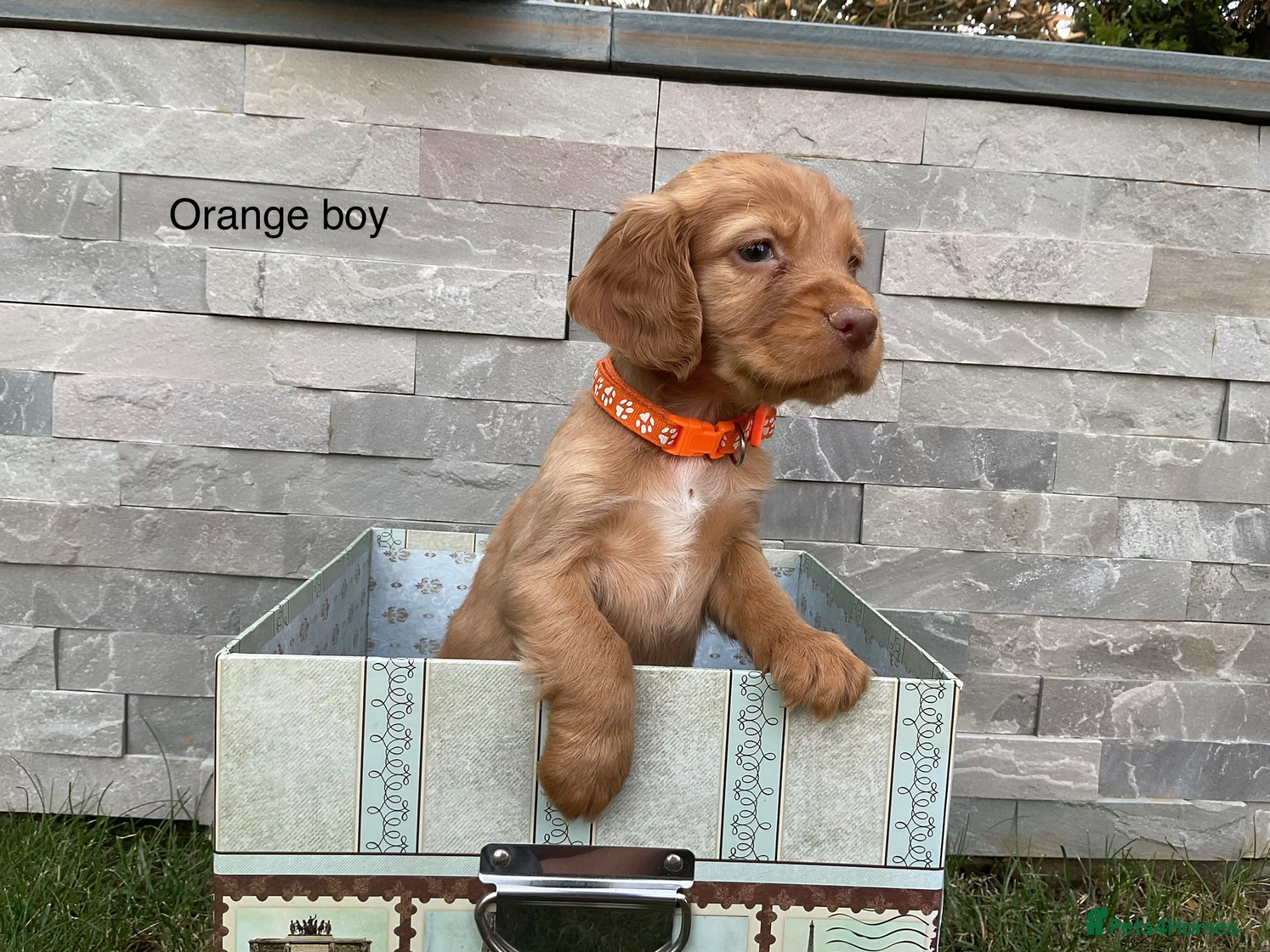 Cocker Spaniel dogs Hereditary clear working cocker spaniels - Advert 1
