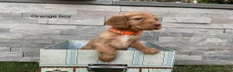 Cocker Spaniel dogs for sale: Hereditary clear working cocker spaniels in Ingatestone - Advert 7