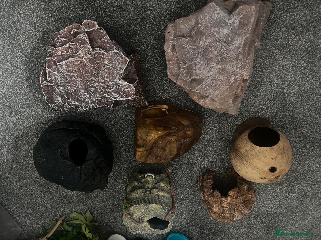 Leopard Gecko reptiles for sale: Exo Terra Terrarium - Full Leopard Gecko Setup - Advert 6