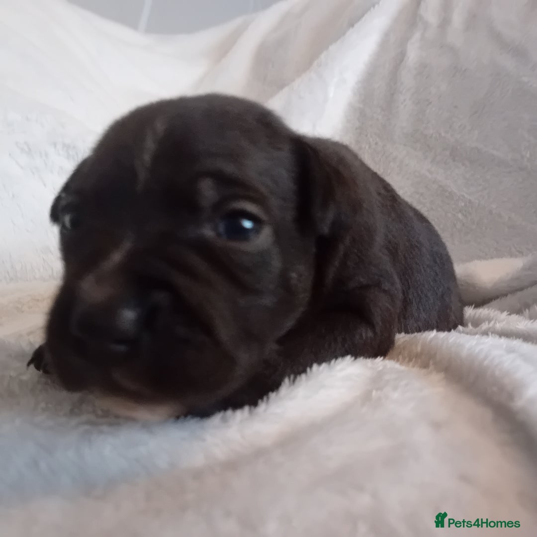 Staffordshire Bull Terrier dogs for sale: Staffordshire bull terrier pups  - Advert 26