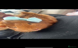 Guinea Pig rodents for sale: 2 female guinea pigs (RESERVED)  in Newport - Image 4