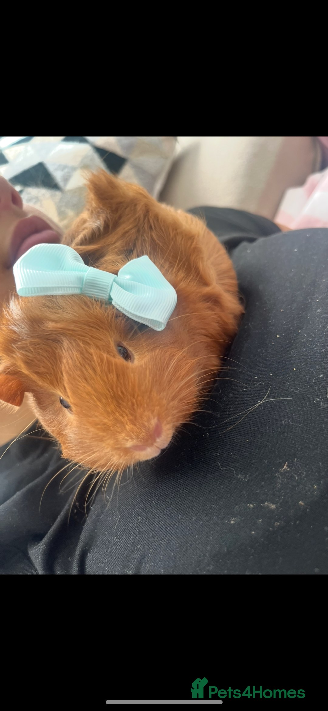 Guinea Pig rodents for sale: 2 female guinea pigs (RESERVED)  in Newport - Image 4