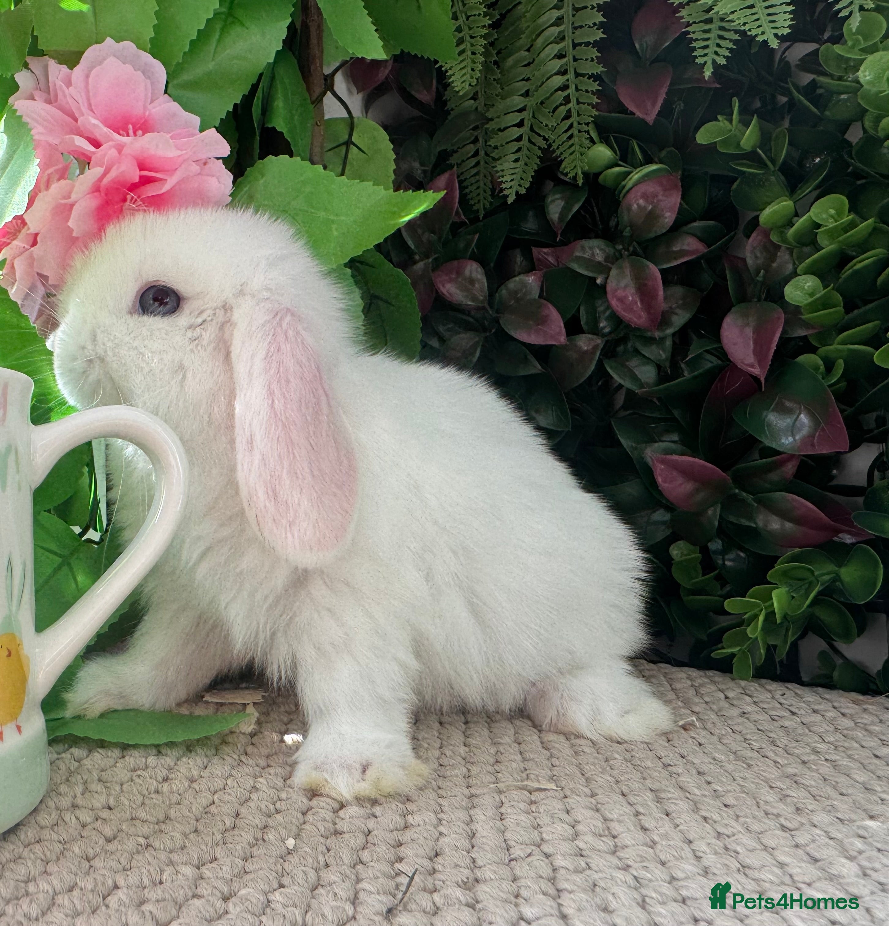 Mini Lop rabbits mini lops ready to reserve  - Advert 1