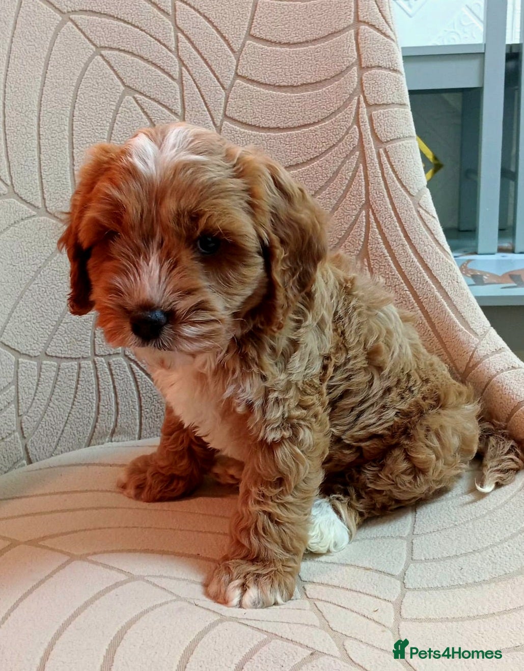 Cavapoo dogs 💙💜Deep red f1b cavapoo boy💙💜 - Advert 8