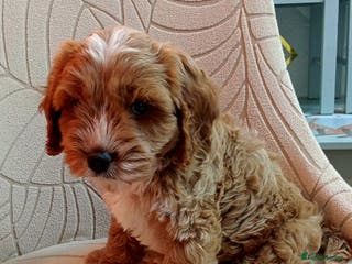 Cavapoo dogs 💙💜Deep red f1b cavapoo boy💙💜 - Advert 8