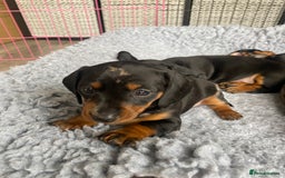 Miniature Dachshund dogs for sale: Miniature Black and Tan Dapple Dachshunds - Image 21