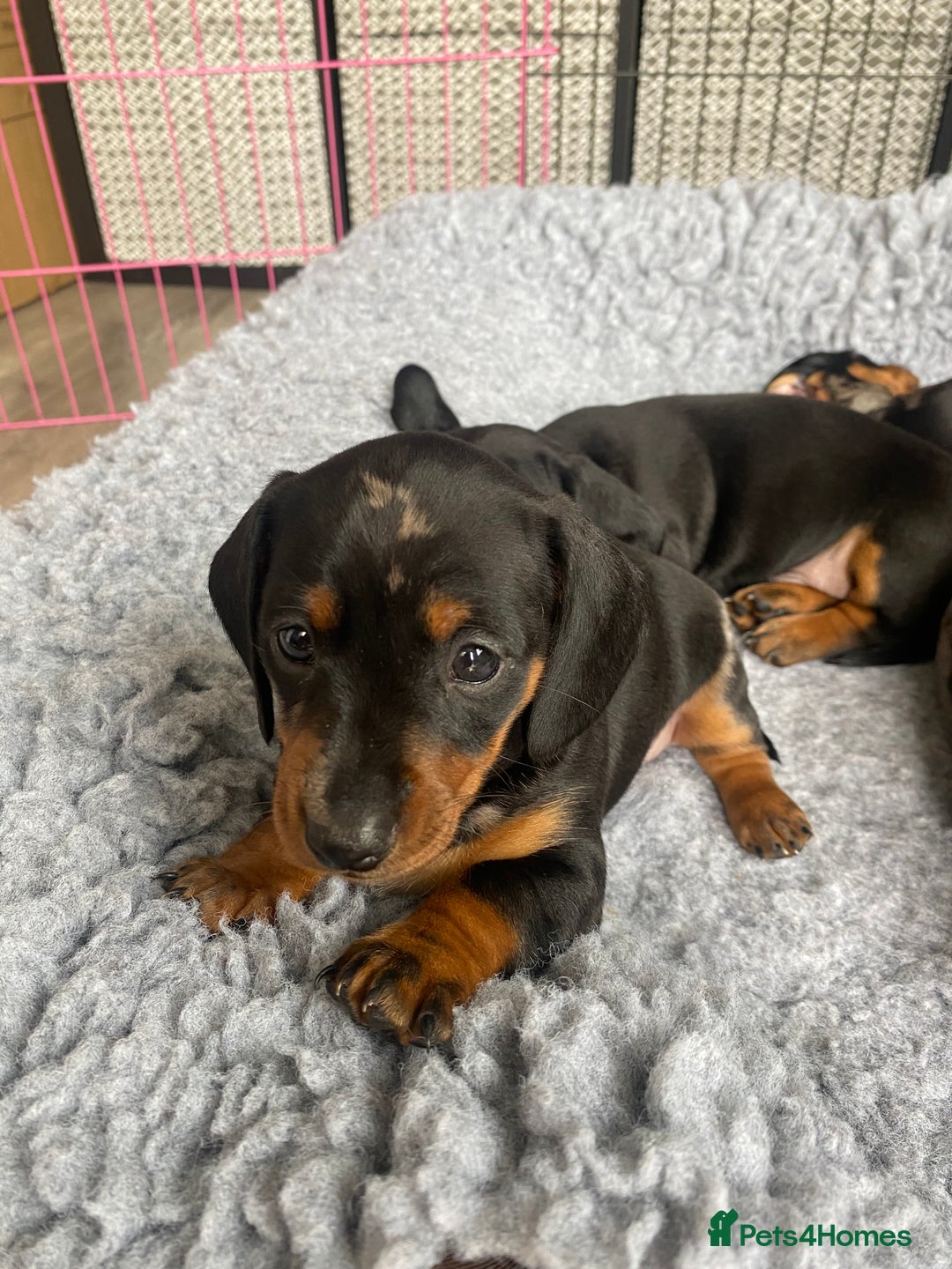 Miniature Dachshund dogs for sale: Miniature Black and Tan Dapple Dachshunds - Image 21