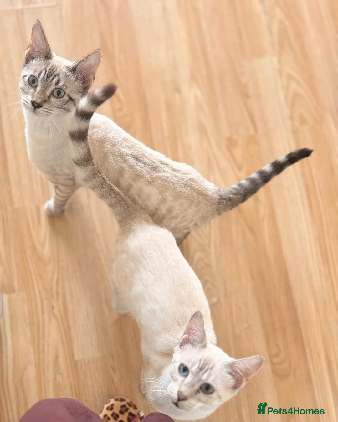 Bengal cats for sale: 2 Female Bengal x savannah kittens. in Rowley Regis - Advert 1