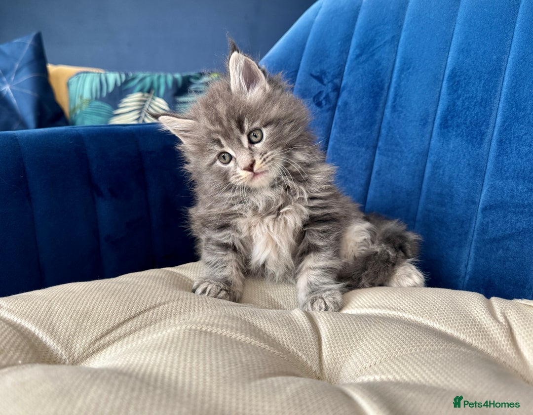 Maine Coon cats for sale: Maine coon kittens - Advert 3