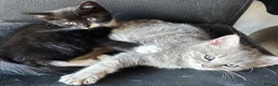 Mixed Breed cats for sale: Adorable kittens  - Advert 7