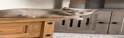 British Shorthair cats for sale: 🐾BEAUTIFUL BSH 2 LEFT READY TO GO🐾   - Advert 6