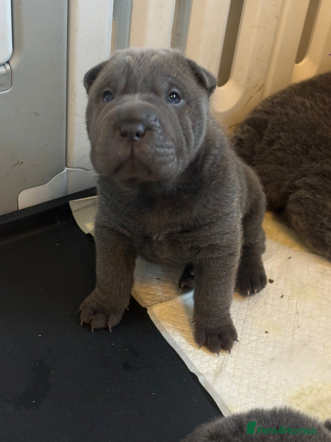Shar Pei dogs for sale: Shar pei puppys  - Advert 4