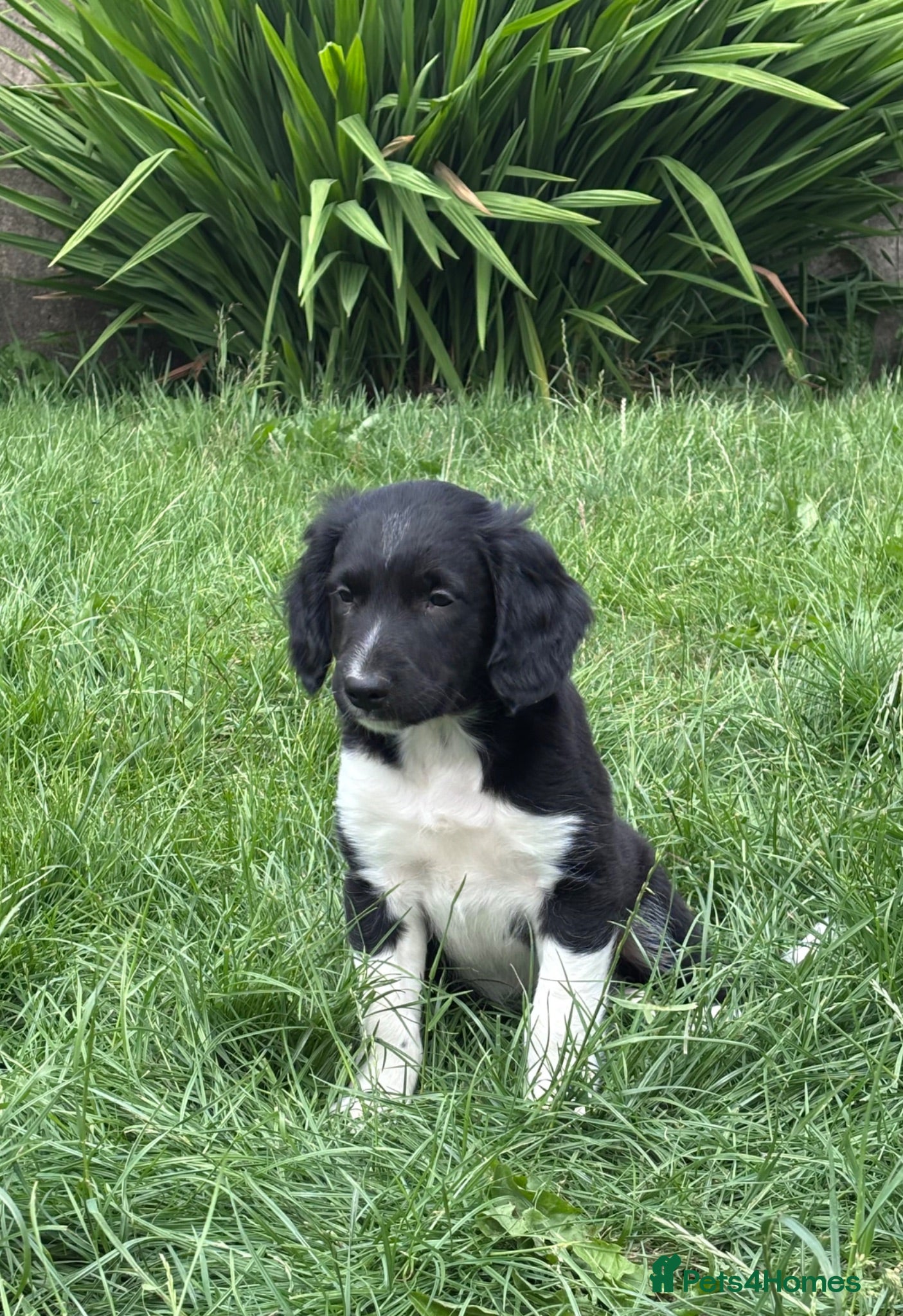 Sprollie dogs Sprollie Pups looking for forever homes - Advert 4