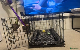 Dachshund dogs for sale: ✨Rare Champagne Dachshund–Ready for a Loving Home✨ - Image 5
