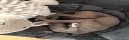Italian Greyhound dogs for stud: 🐕Italian Greyhound stud dog available ✨ - Advert 7