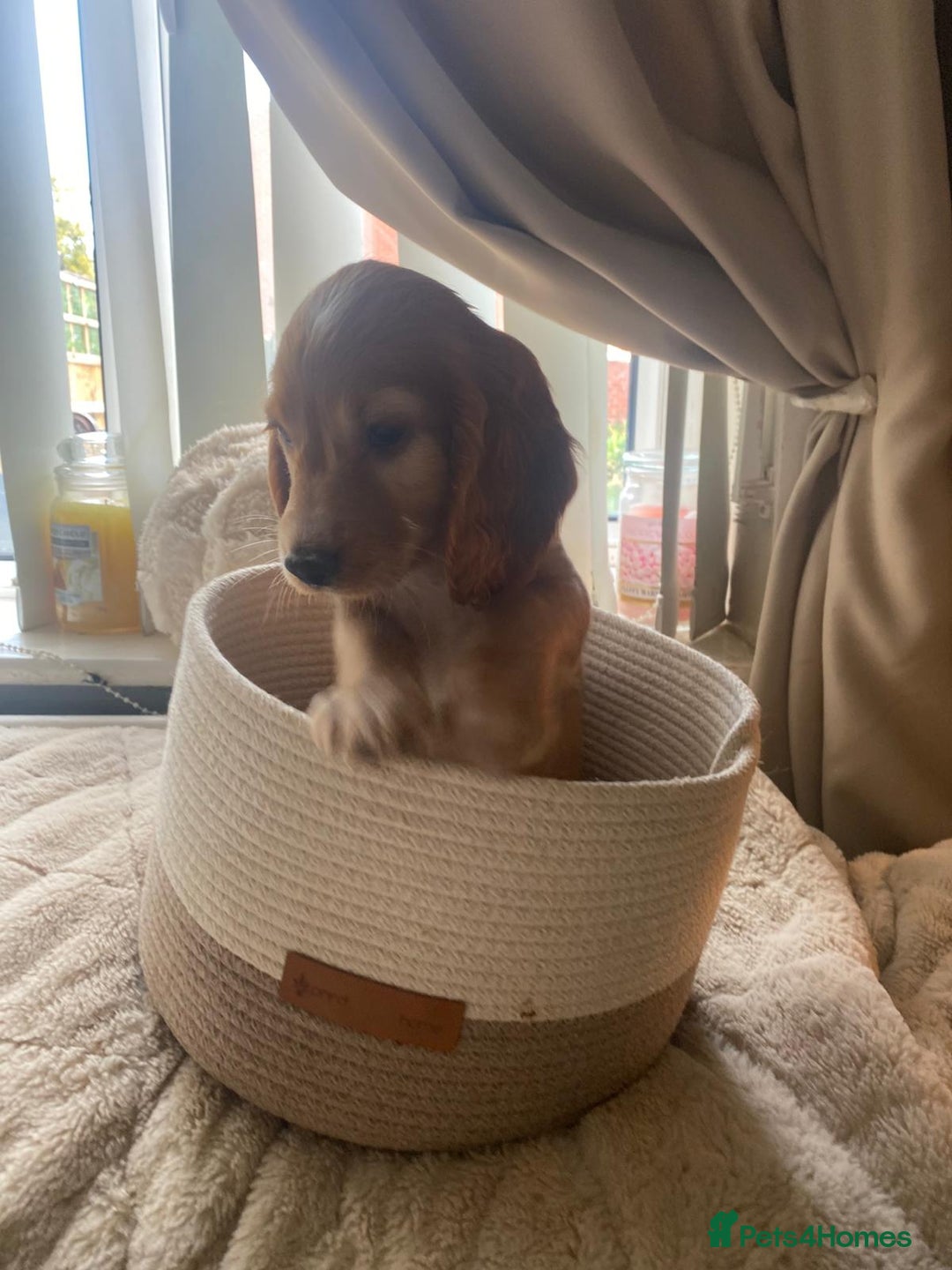 Cocker Spaniel dogs for sale: litter of 6 pedigree cocker spaniel puppies. - Image 26
