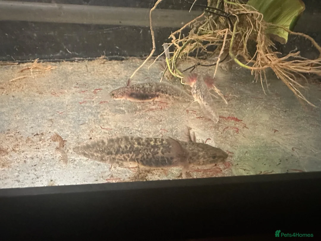 Axolotl reptiles for sale: 3 month old copper axolotls  in Southampton - Advert 1