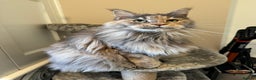 Maine Coon cats for sale: Retired Maine coon  - Advert 2