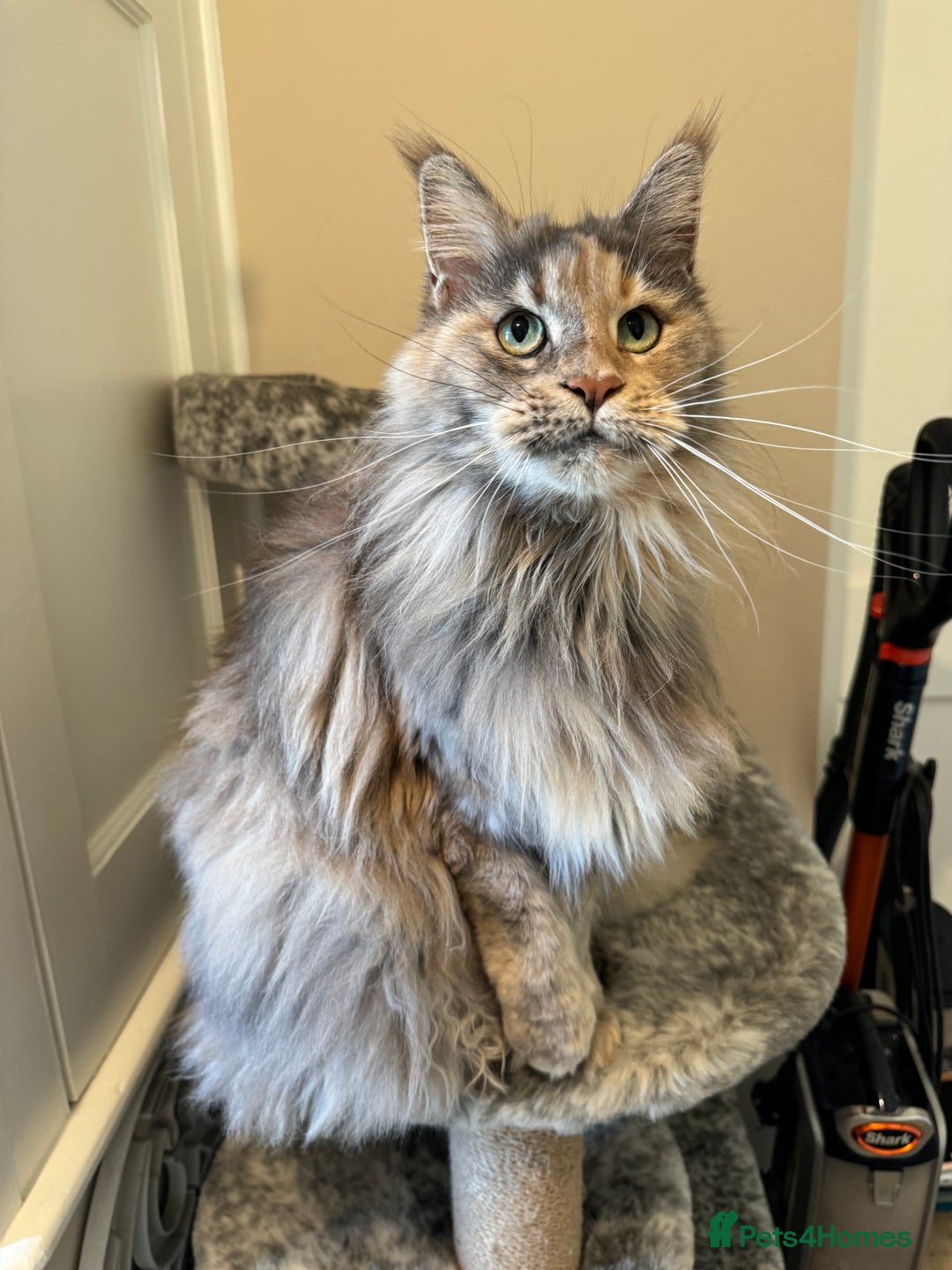 Maine Coon cats for sale: Retired Maine coon  - Advert 2