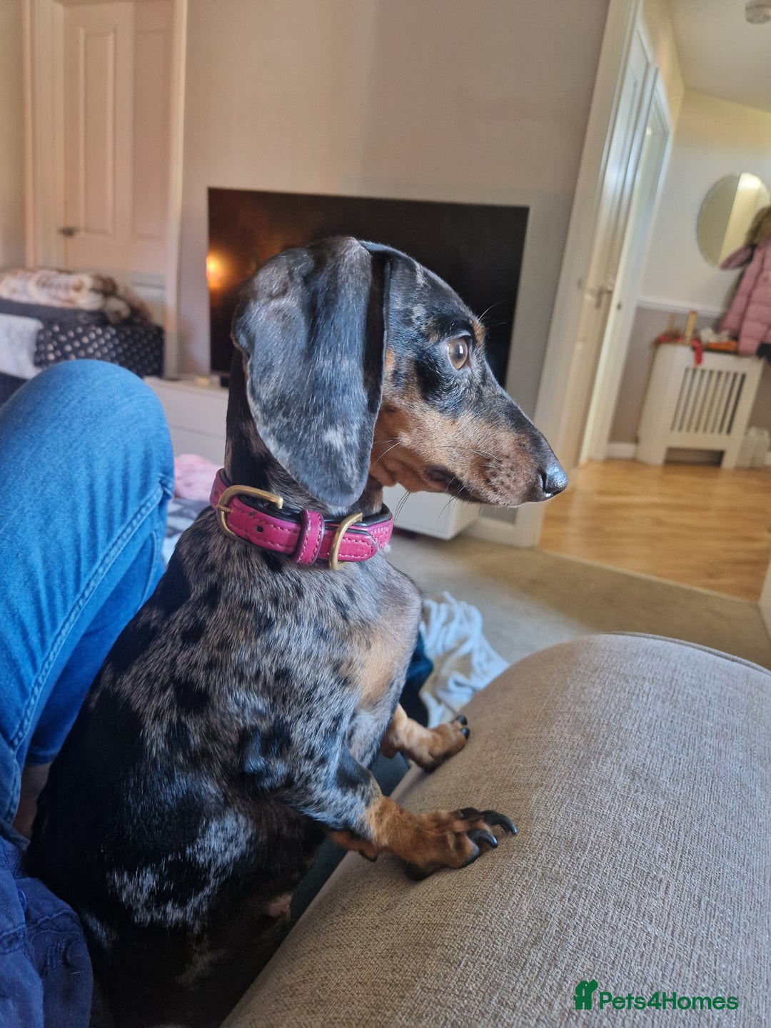 Dachshund dogs for sale: 2 females only! - Advert 6