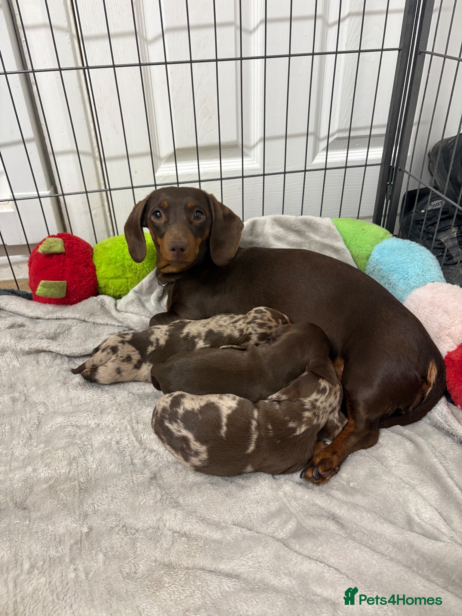 Miniature Dachshund dogs Miniature dachshund  - Advert 3