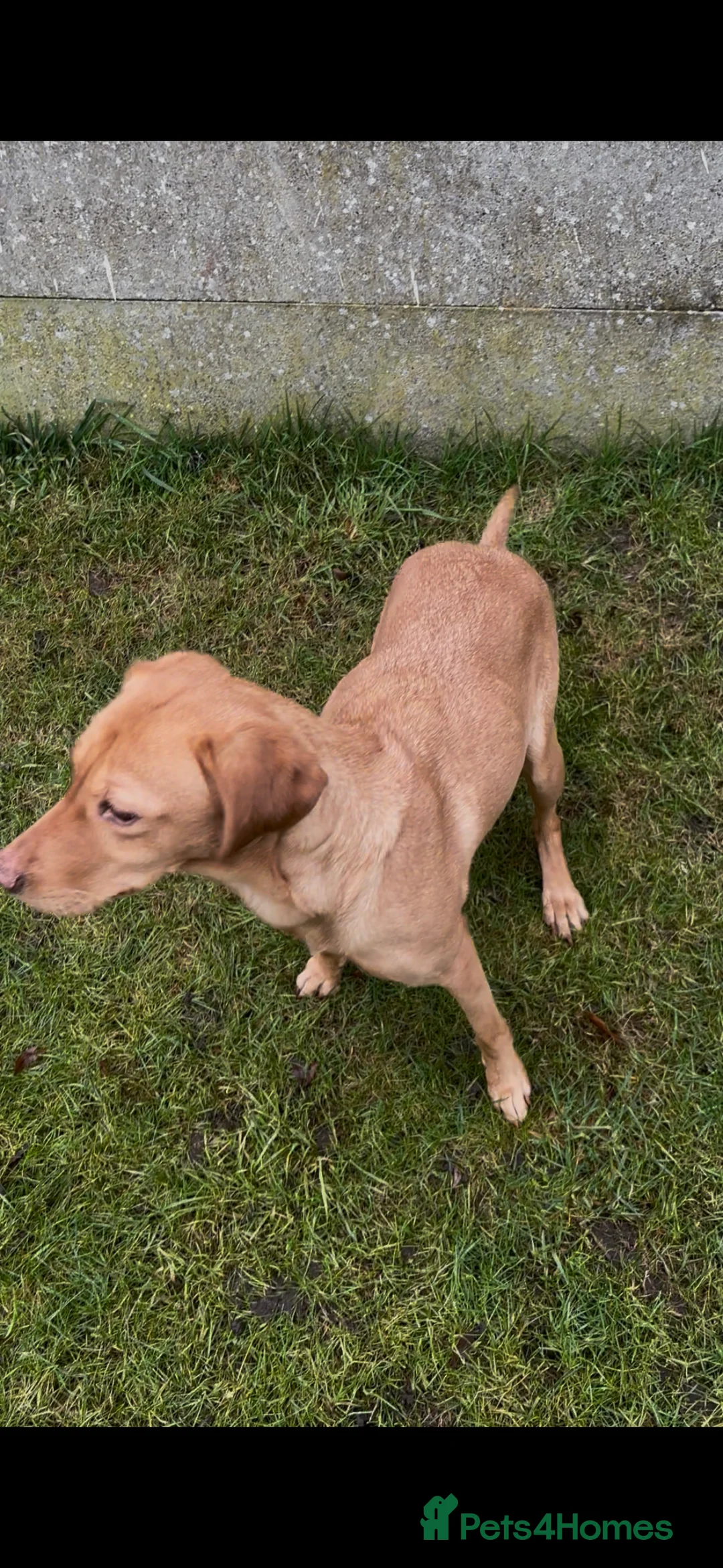 Labrador Retriever dogs for sale: Rox red Labrador  - Advert 3