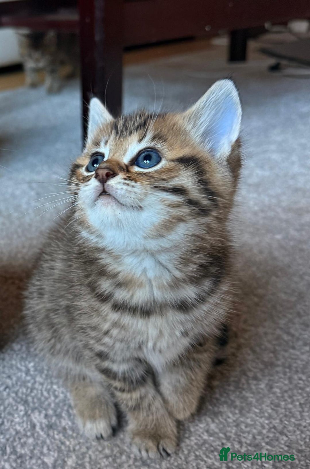 Mixed Breed cats for sale: Beautiful Ragdoll Bengal Cross Kittens - Advert 35