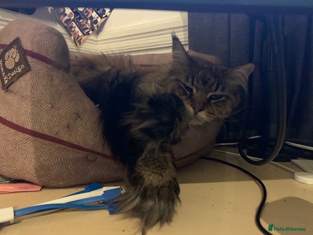 Maine Coon cats for sale: 11 year old Maine coon girl for rehome - Image 11