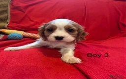 Cavalier King Charles Spaniel dogs for sale: Gorgeous Cavalier King Charles Spaniel puppies - Advert 30