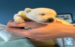 West Highland Terrier dogs for sale: West Highland Terrier Puppies for Loving Homes - Image 25