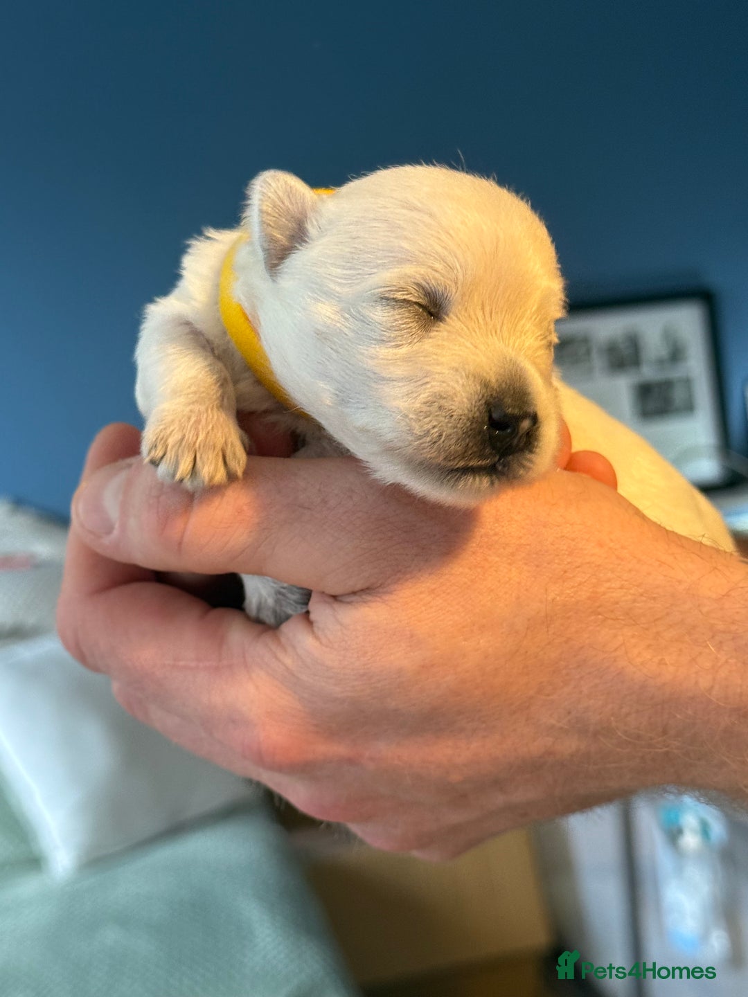 West Highland Terrier dogs for sale: West Highland Terrier Puppies for Loving Homes - Image 25