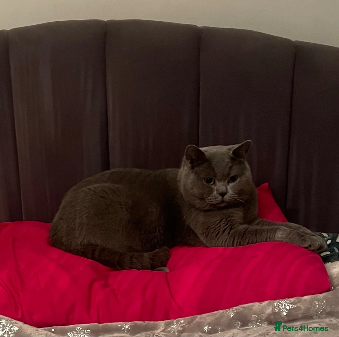 British Shorthair cats for sale: British shorthair kittens - Advert 16