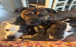 Mixed Breed dogs for sale: Staffy cross Cane corso  - Image 8