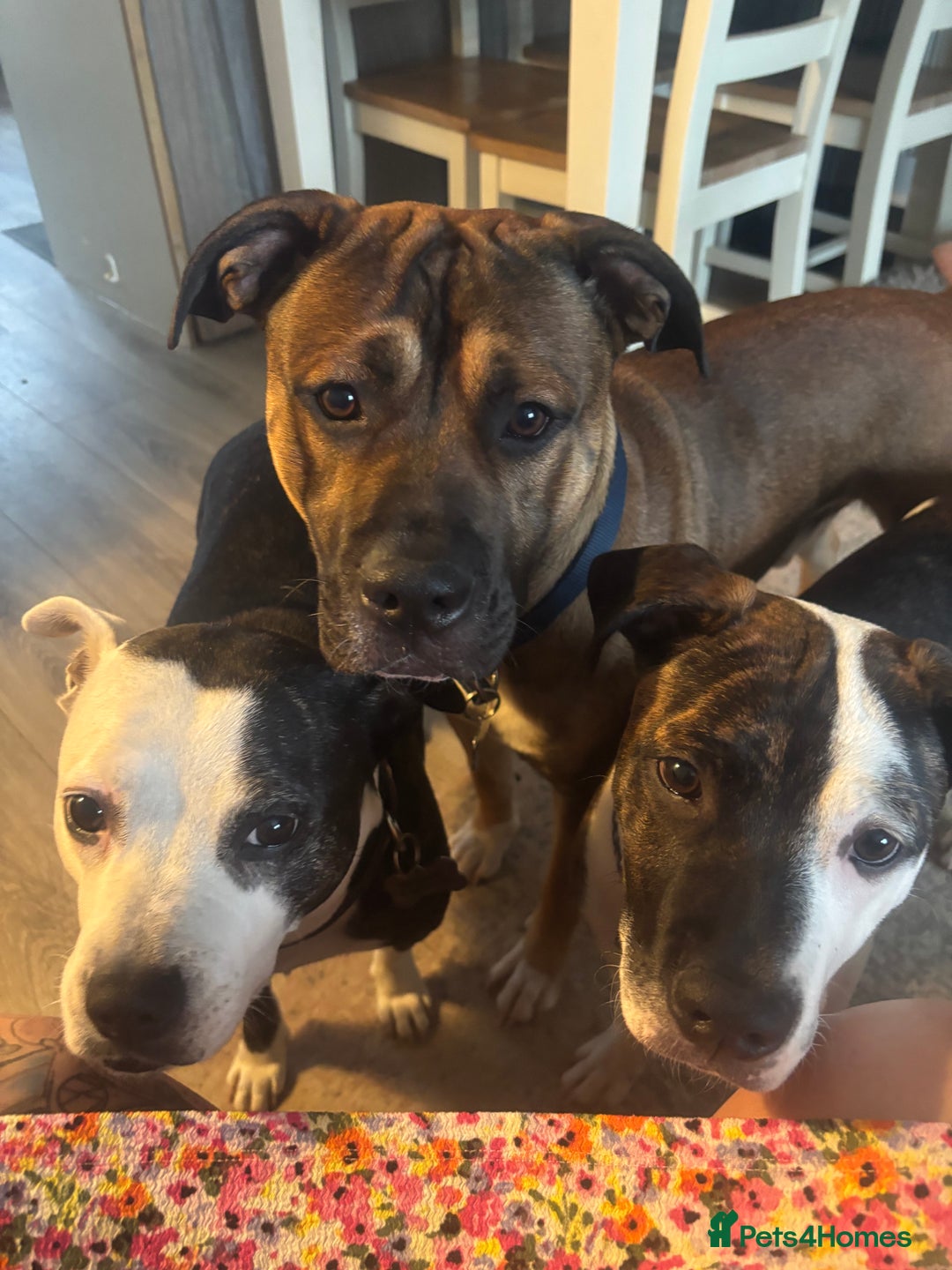 Mixed Breed dogs for sale: Staffy cross Cane corso  - Image 8
