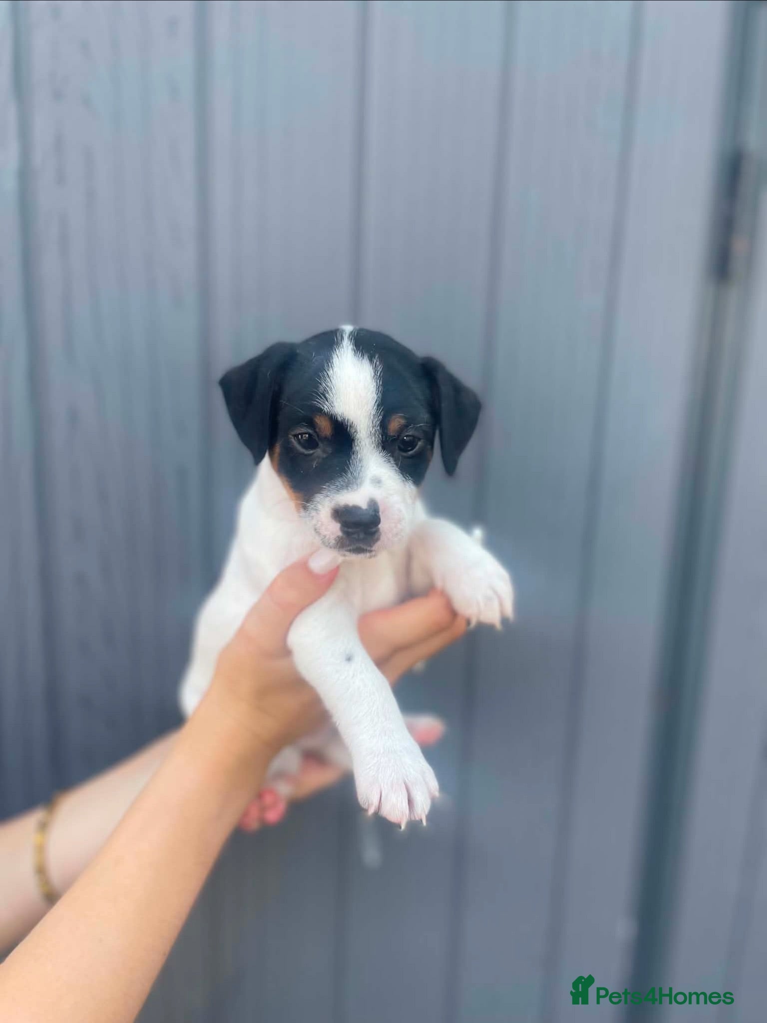 Mixed Breed dogs Jack russell - Advert 10