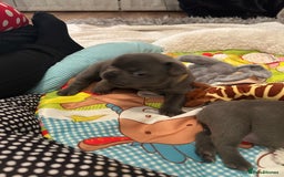 French Bulldog dogs for sale: French bulldog pups  - Image 5