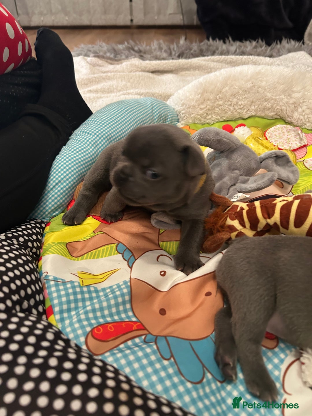 French Bulldog dogs for sale: French bulldog pups  - Image 5