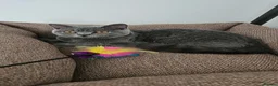 British Shorthair cats for sale: British shorthair champion GCCF registered  - Advert 12