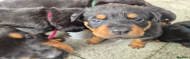 Rottweiler Puppy 4