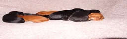 Cocker Spaniel dogs for sale: Working KC Registered Cocker Spaniel pups  - Advert 11