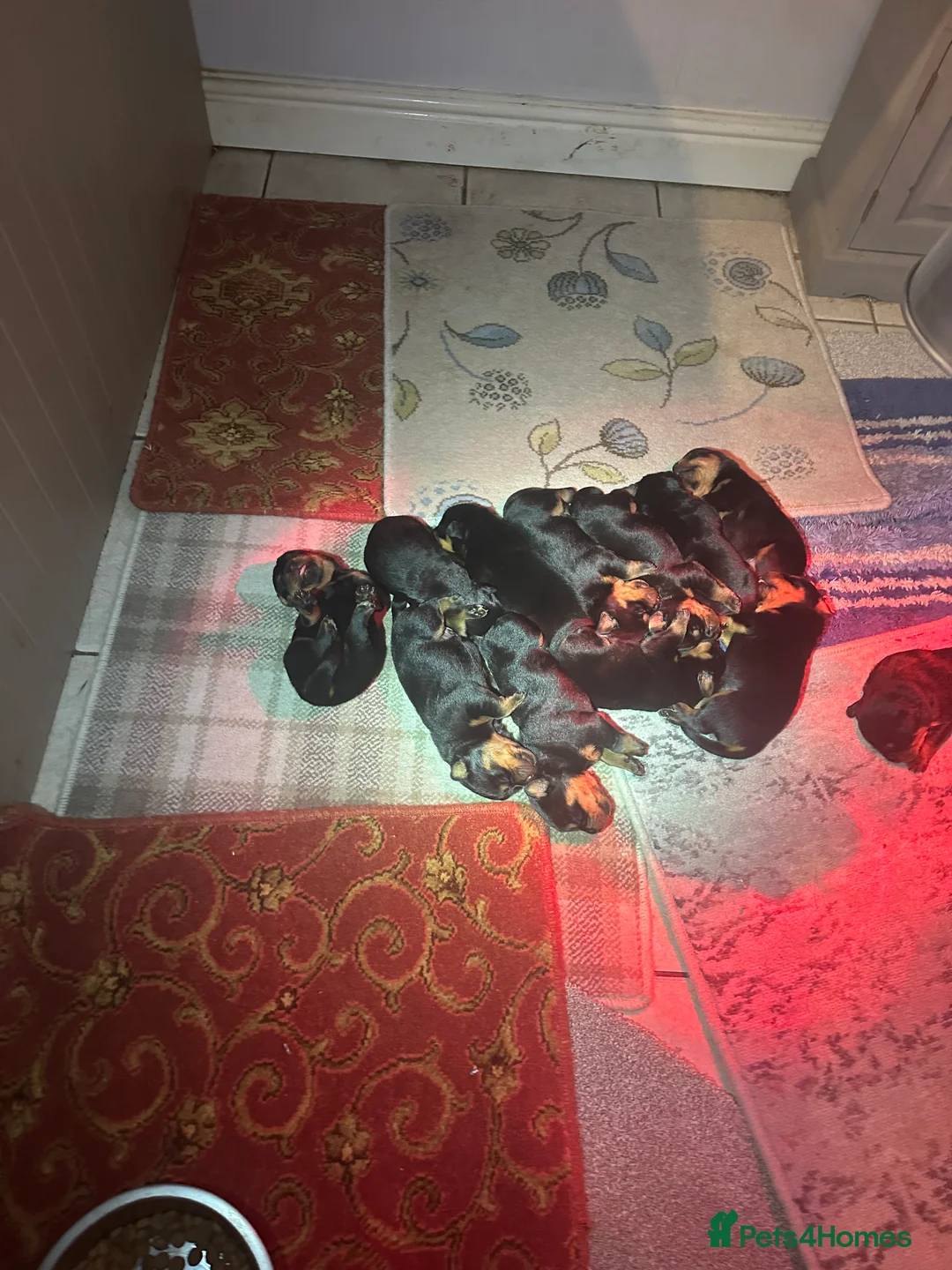 Rottweiler dogs for sale: Beautiful Rottweiler puppies  - Advert 19